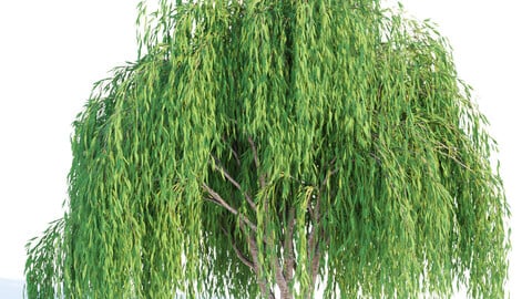 willow trees collection vol 40