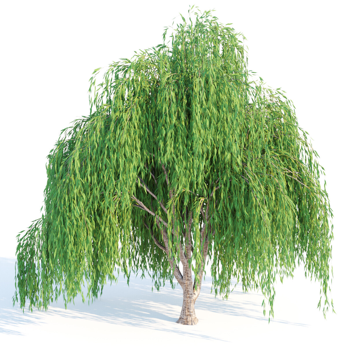 ArtStation - willow trees collection vol 40 | Resources