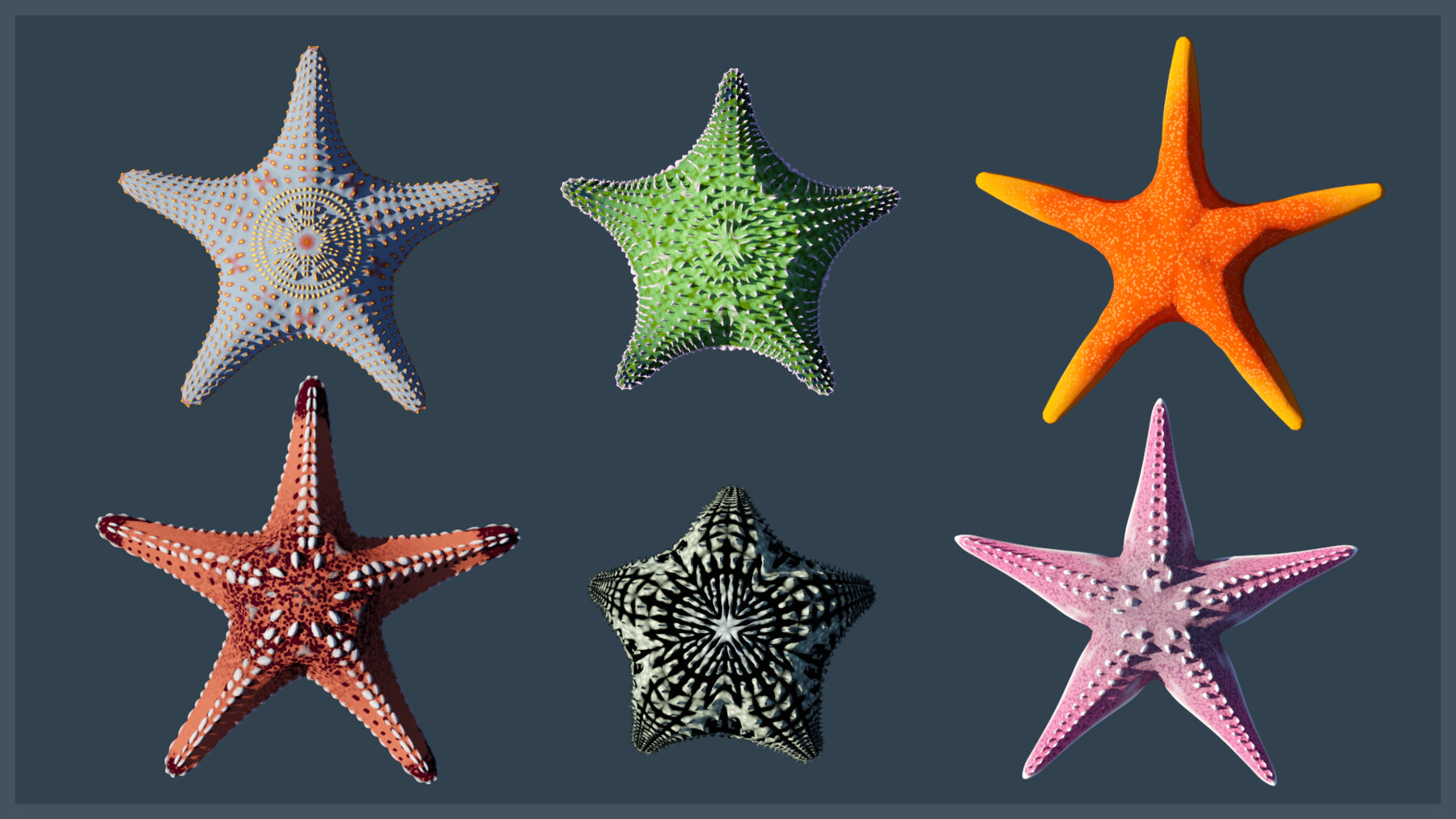 starfish stock x