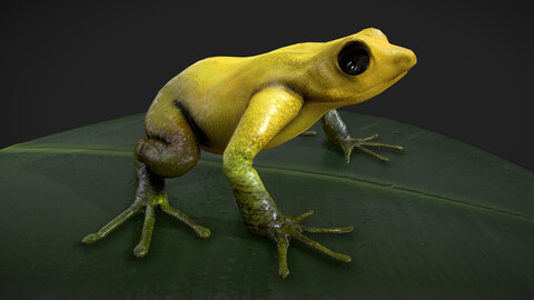 Frog - low poly 3D model (Golden poison frog)