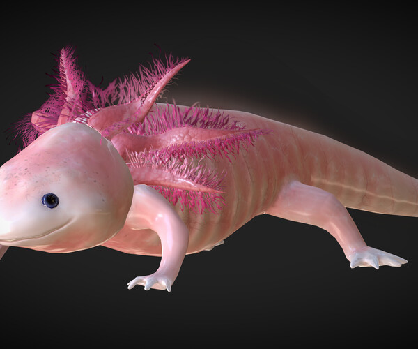 ArtStation - Axolotl / Ambystoma mexicanum - low poly 3D model | Game ...