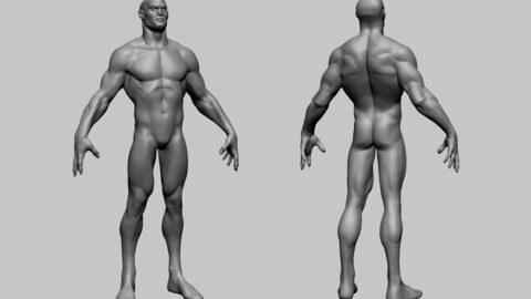Stylized Male Anatomy A