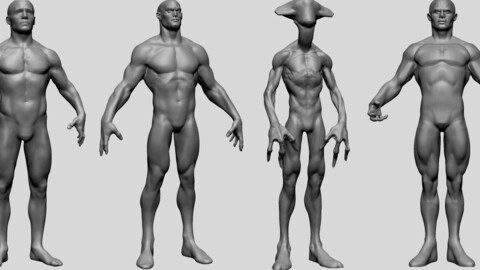 Male Anatomy Models A