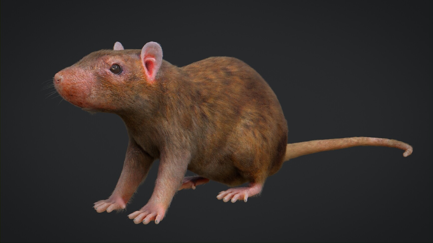ArtStation - Rat Rigged | Game Assets