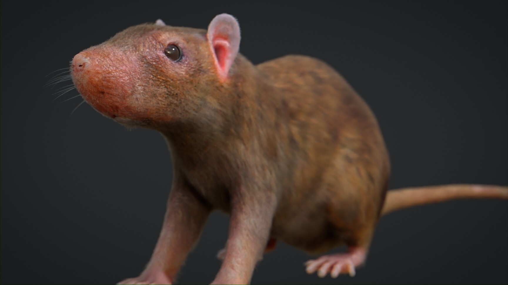 ArtStation - Rat Rigged | Game Assets