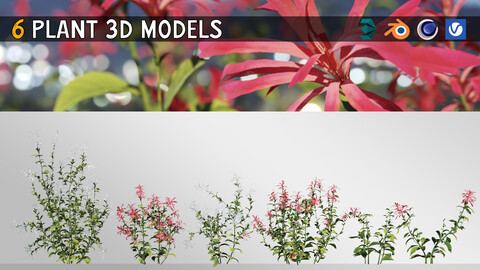 6 Cyrtanthera Carnea Plant Set 3D model