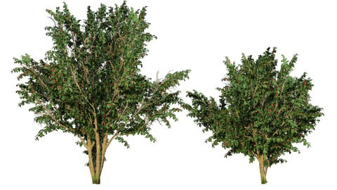 one-seed hawthorn flowering trees