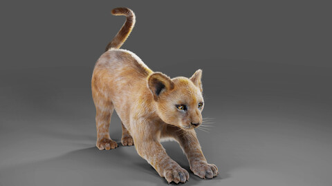 Fur Baby Lion Rigged and Animated in Unity
