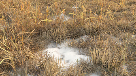 Dry grass (Autumn grass with snow)
