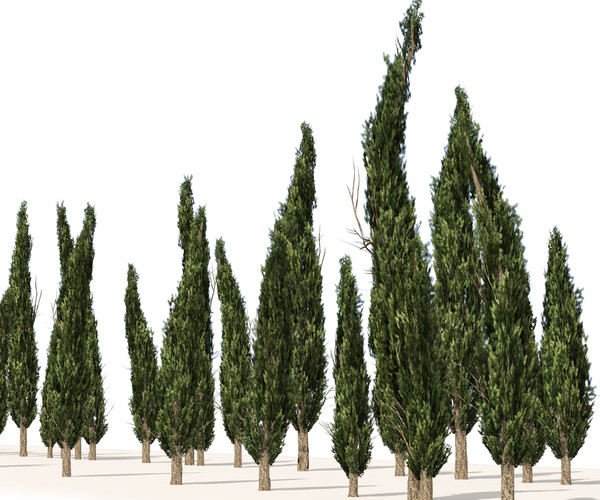 ArtStation - Common Cypress Trees row | Resources