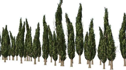 Common Cypress Trees row