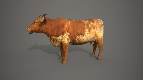Dairy Cow