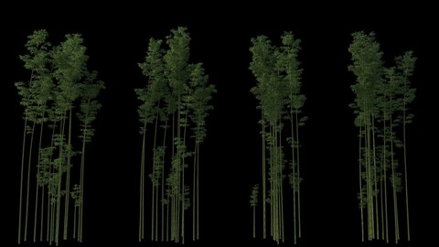 Bamboo forest with wind animation