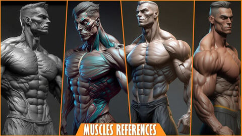 100+ Male, Female Muscles References Pictures