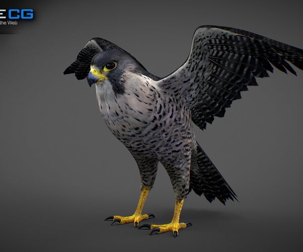 ArtStation - 3D Animated Falcon | Game Assets