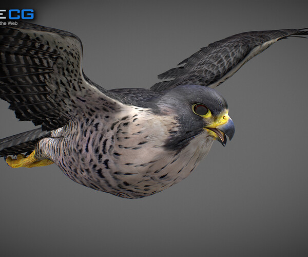 ArtStation - 3D Animated Falcon | Game Assets