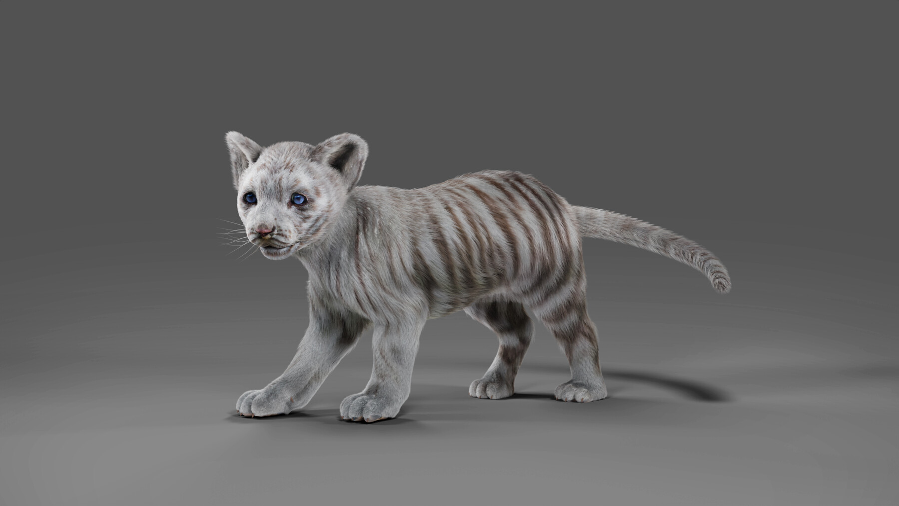 White Tiger Cub Free Photo Download