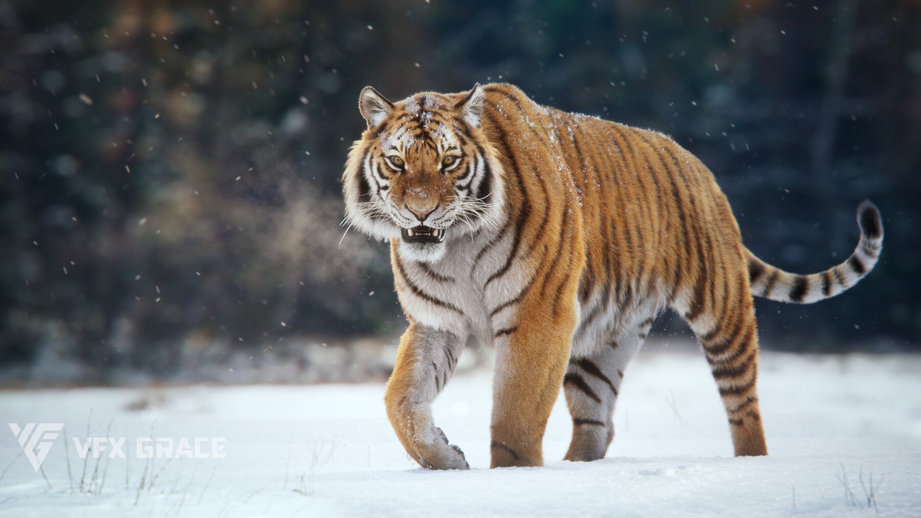Тайгер 55. Амурский тигр. Северный тигр. Амурский тигр зимой. Амурский Тигренок фото.