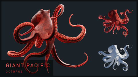 Animated Octopus- Giant Pacific