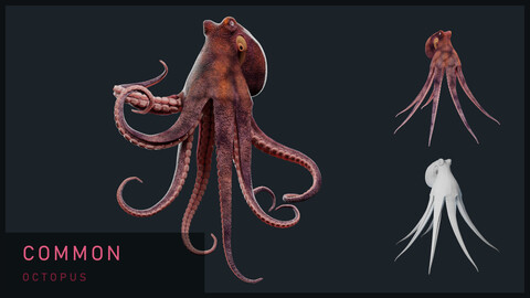 Animated Octopus-  Common Octopus