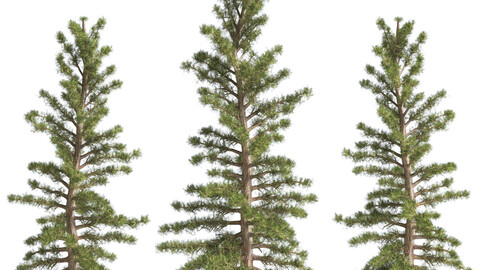 2 Pine Tree