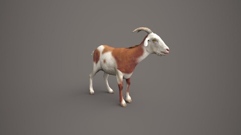 Dairy Brown Goat