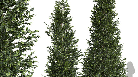 New Tree Carpinus Betulus Med Tall