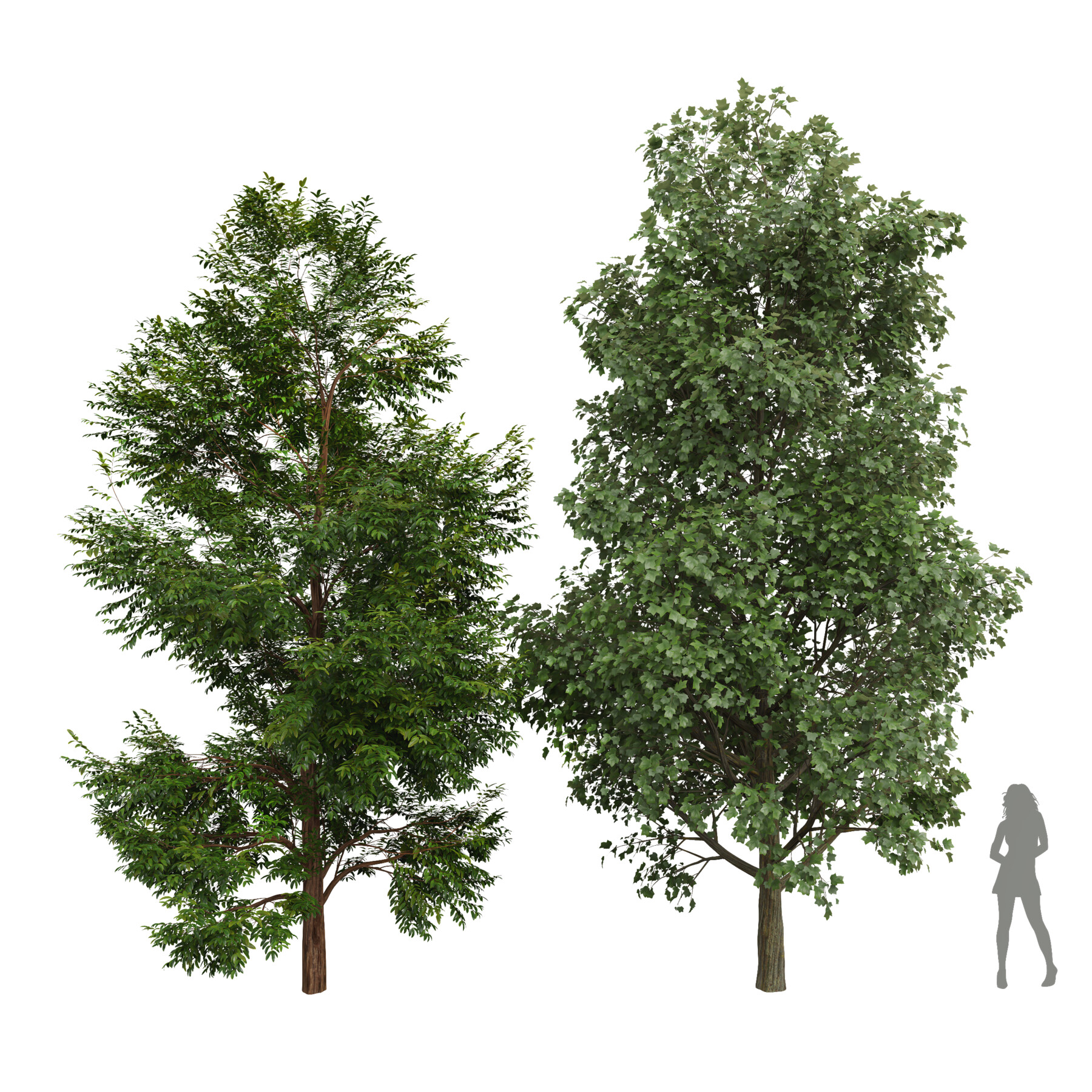 ArtStation - New Plant Black Locust Blossom Tulip Poplar Tree | Resources