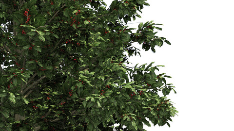 Red berries Christmas holly trees