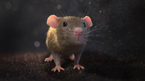 Mouse with Fur Rigged