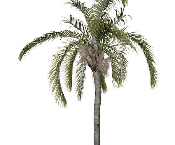 ArtStation - Queen Palm #05 - High Poly Tree (3D Model) | Game Assets