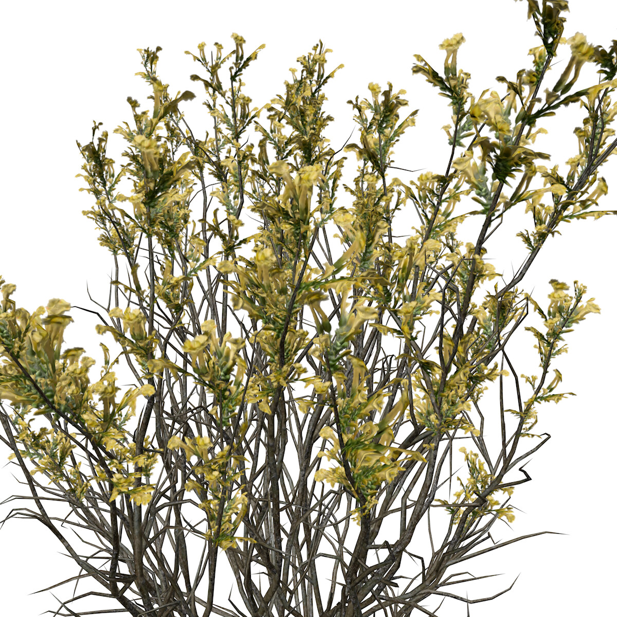 ArtStation - Broom Snakeweed (Flowers) #07 - High Poly Plant (3D Model ...