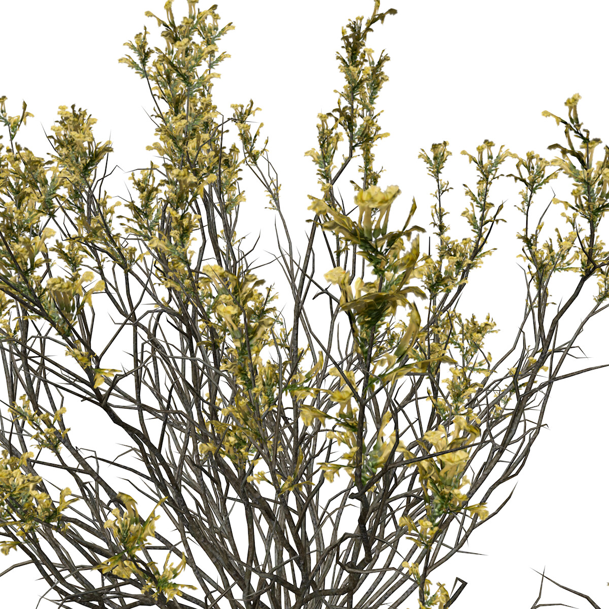 ArtStation - Broom Snakeweed (Flowers) #08 - High Poly Plant (3D Model ...