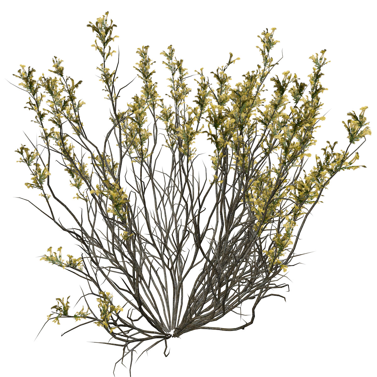 ArtStation Broom Snakeweed (Flowers) 10 High Poly Plant (3D Model) Game Assets