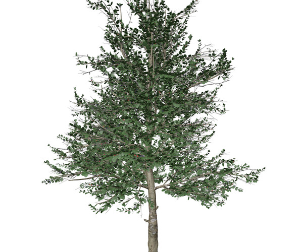 ArtStation - Carolina Buckthorn #02 - High Poly Tree (3D Model) | Game ...