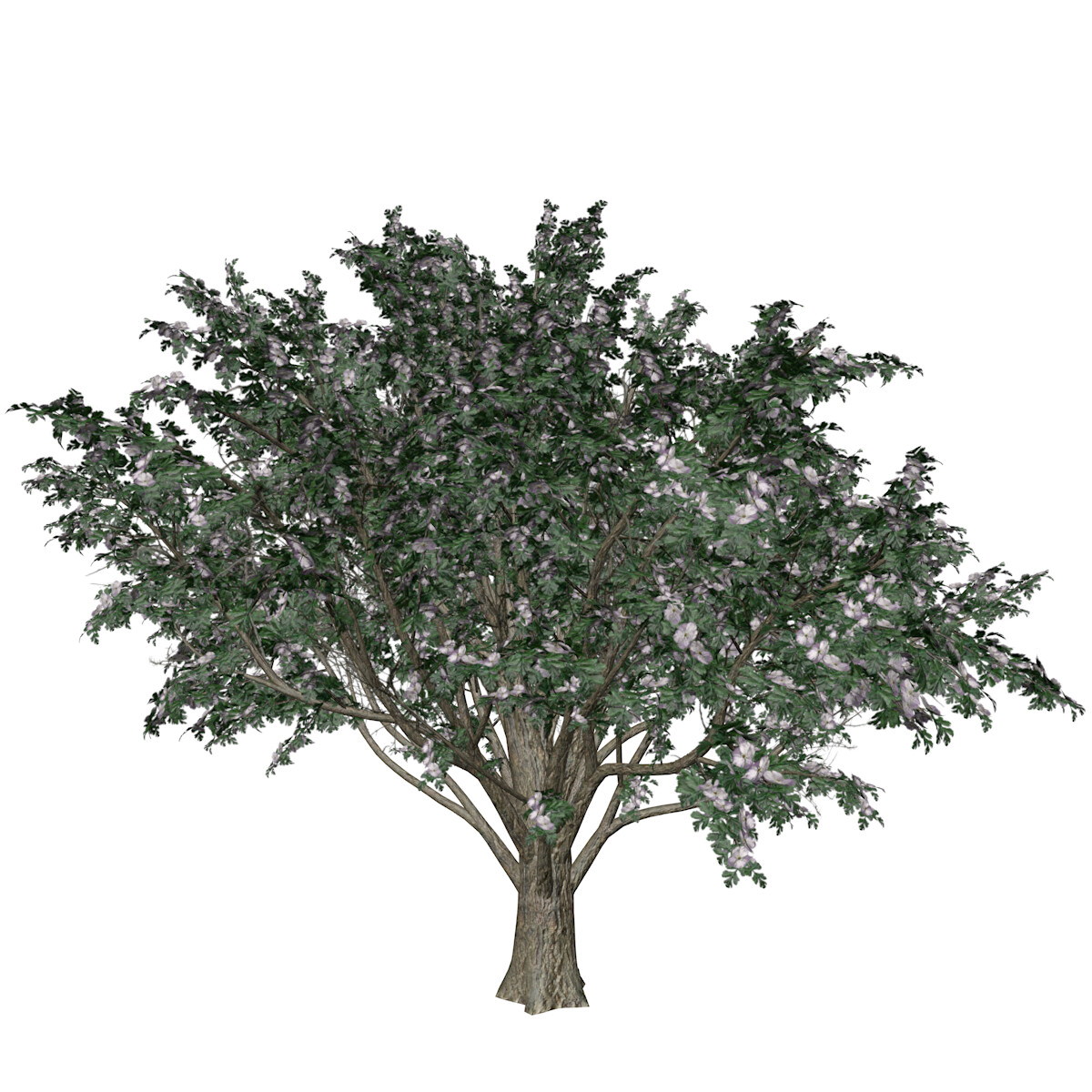 ArtStation - Common Hawthorn #05 - High Poly Tree (3D Model) | Game Assets