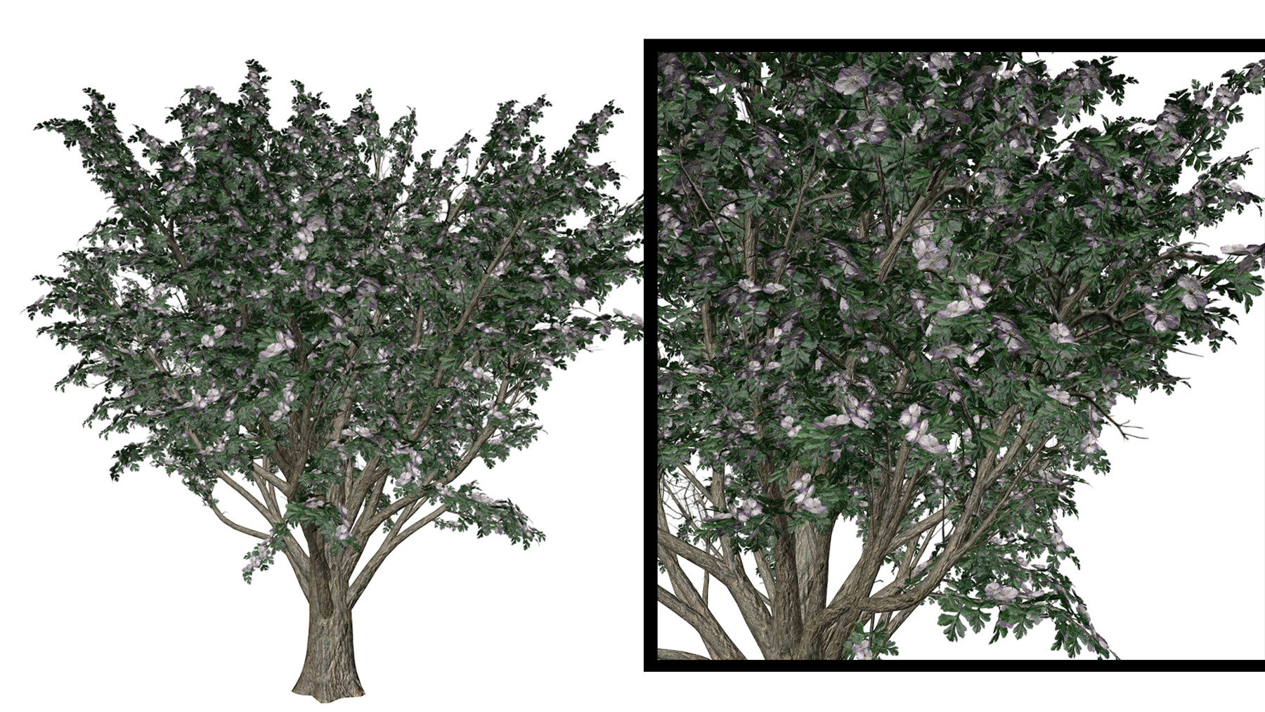 ArtStation - Common Hawthorn #06 - High Poly Tree (3D Model) | Game Assets