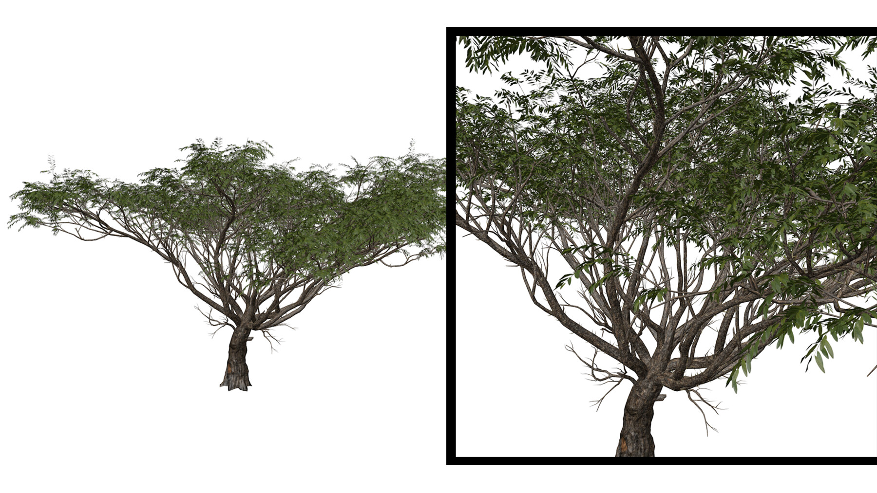 ArtStation - Acacia Tree #01 - High Poly Tree (3D Model) | Game Assets
