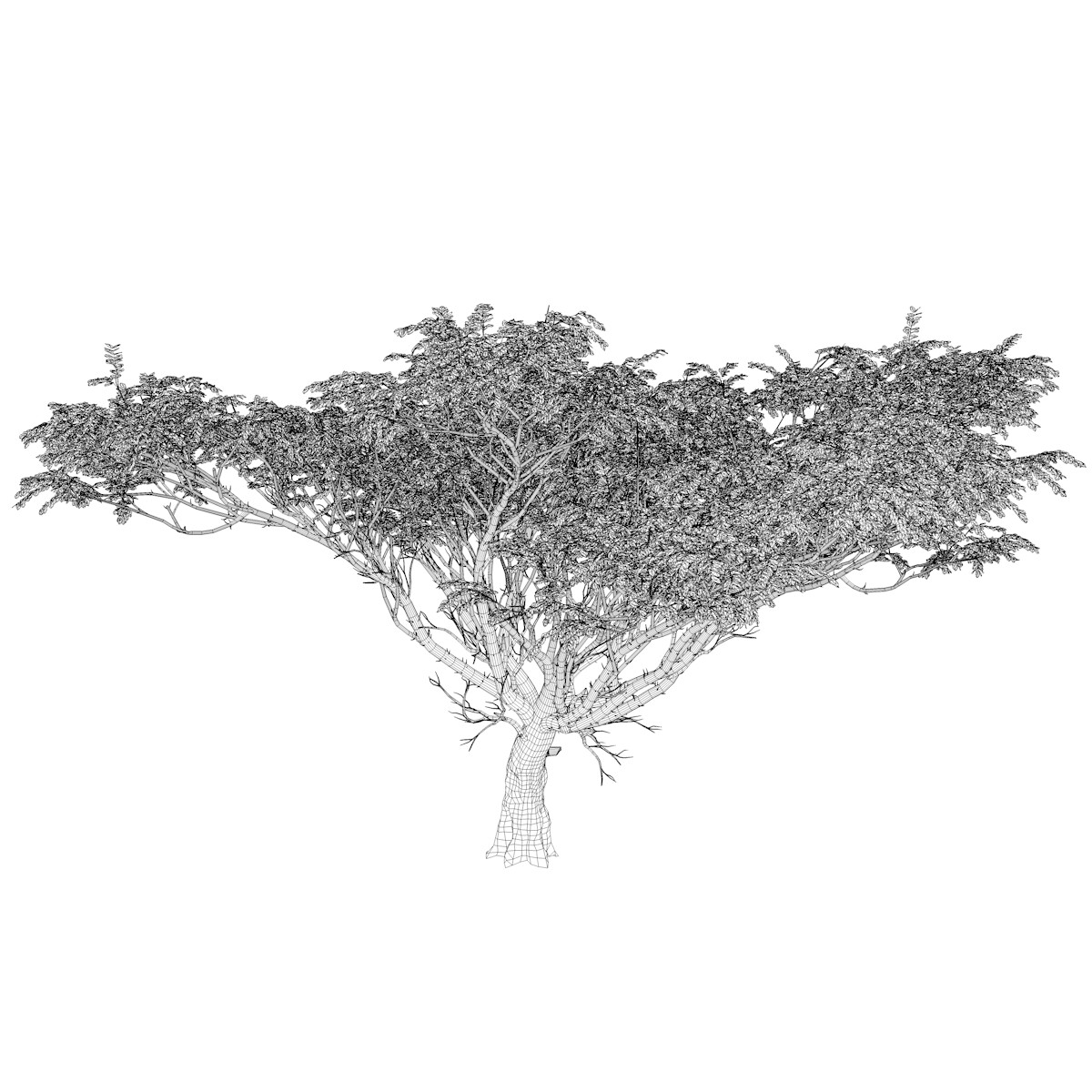 ArtStation - Acacia Tree #01 - High Poly Tree (3D Model) | Game Assets