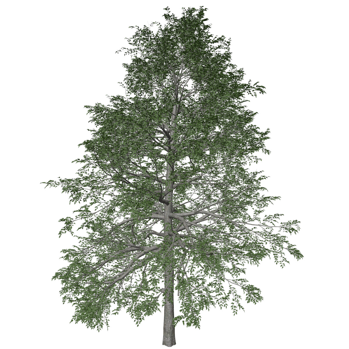 ArtStation - Black Gum Tree #04 - High Poly Tree (3D Model) | Game Assets