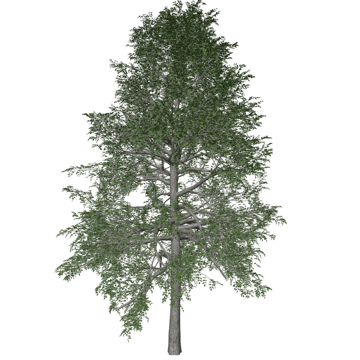 Artstation - Black Gum Tree #10 - High Poly Tree (3d Model) 