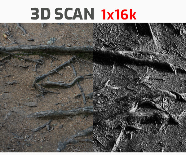 ArtStation - Spruce Forest Tree Roots Terrain #10 RAW 3D Scan 1x16k ...