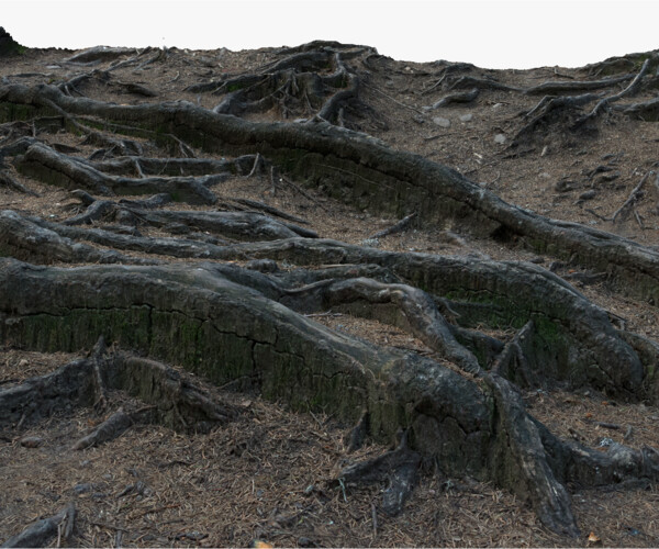 ArtStation - Spruce Forest Tree Roots Terrain #10 RAW 3D Scan 1x16k ...