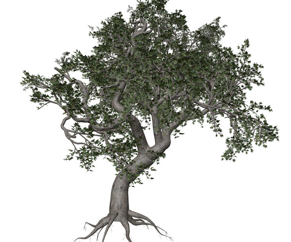 ArtStation - Japanese Maple Tree #04 - High Poly Tree (3D Model) | Game ...