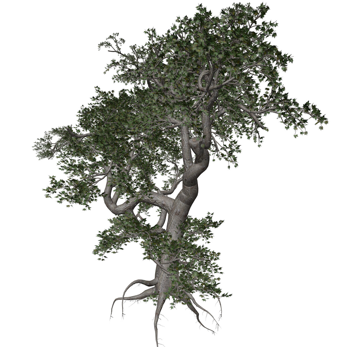 Kapok Tree #04 - 3D Model by AntonioKowatsch
