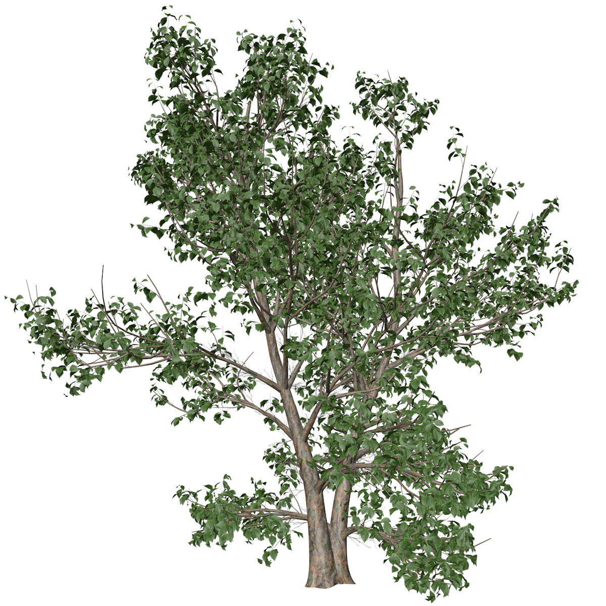 ArtStation - Korean Stewartia Tree #02 - High Poly Tree (3D Model ...