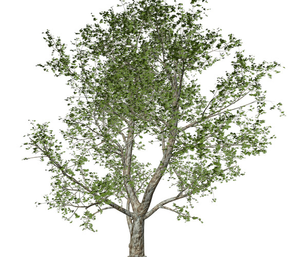 ArtStation - London Plane Tree #01 - High Poly Tree (3D Model) | Game ...