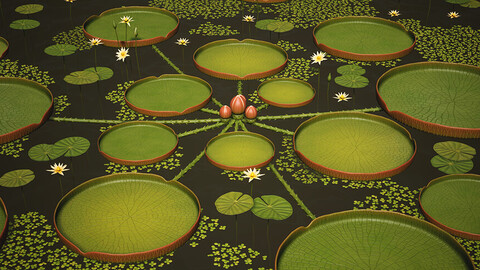 Water Plants and Flowers | Water Lilies, Lotus, Victoria Amazonica