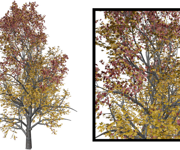 ArtStation - Mountain Maple Tree (in Fall) #06 - High Poly Tree (3D ...