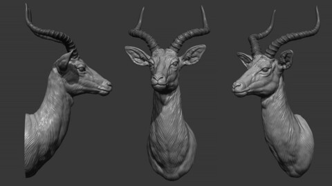 Impala Antelope bust